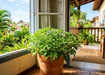 A planta que repele mosquitos naturalmente e cresce perfeitamente em vasos pequenos
