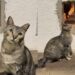 Mulher transforma garagem em abrigo para gatos de rua e gesto em um bairro de Goiânia