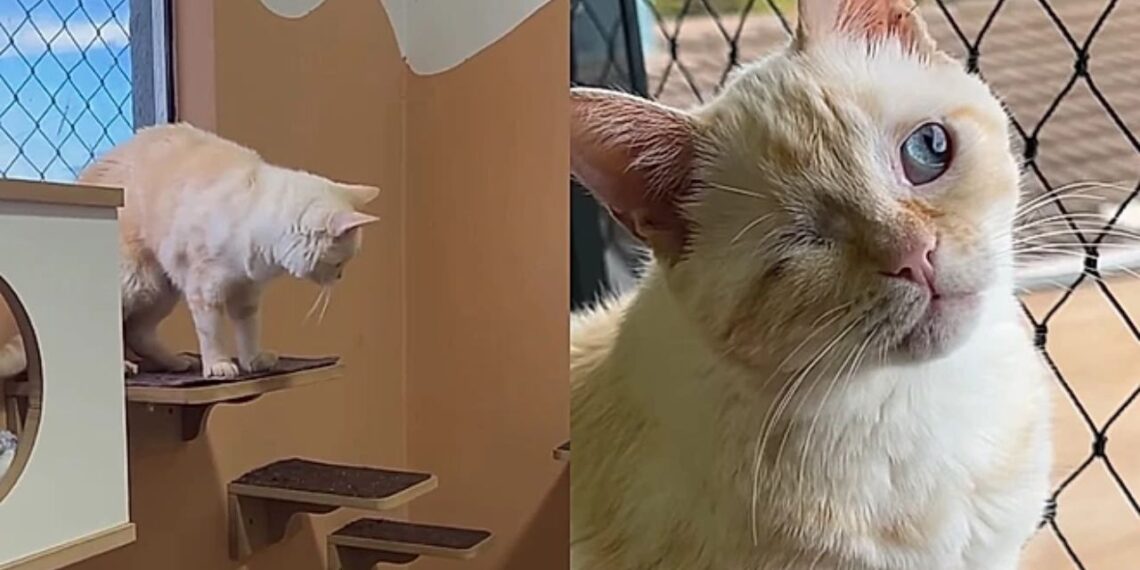 Esse gatinho foi ignorado por todos até que uma adoção improvável virou uma transformação emocionante