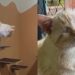 Esse gatinho foi ignorado por todos até que uma adoção improvável virou uma transformação emocionante