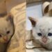 “Ele não reagiu”: gatinho parado na rua emociona ao ganhar uma segunda chance