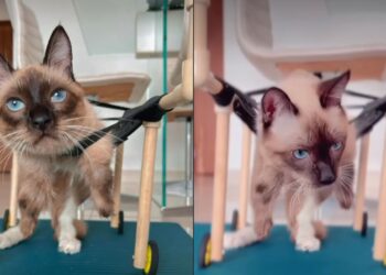 Gatinho tetraplégico depende de tudo e rotina da tutora emociona quem acompanha