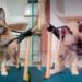 Gatinho tetraplégico depende de tudo e rotina da tutora emociona quem acompanha