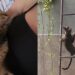 Gato perde a pata e tutora teme o pior, até ver sua recuperação surpreendente