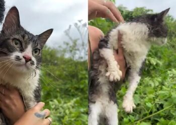 Mulher reencontra gato desaparecido após três dias de angústia e reação do pet emociona