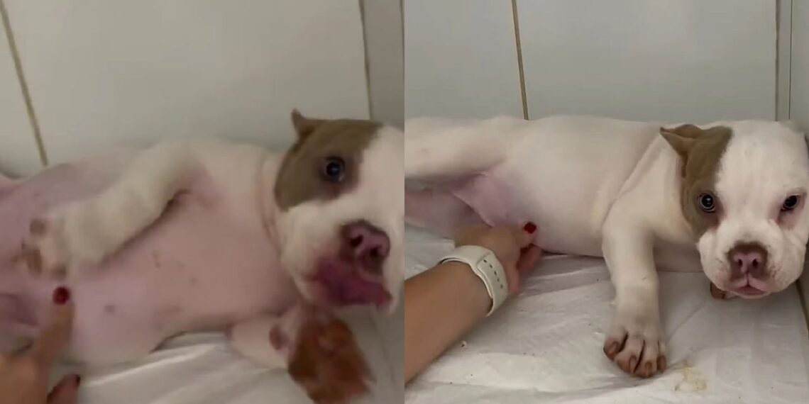 Cachorrinha fica com barriga inchada de repente e causa desespero na tutora