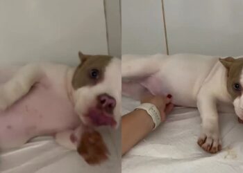 Cachorrinha fica com barriga inchada de repente e causa desespero na tutora