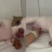 Cachorrinha fica com barriga inchada de repente e causa desespero na tutora