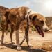 Cachorro não resiste após ser deixado no sol sem água e frase da tutora gera revolta