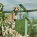 Rara onça-pintada-das-nuvens reaparece em Honduras após dez anos sem registros
