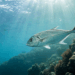 No escuro do oceano, criaturas recém-descobertas podem desaparecer sem explicação