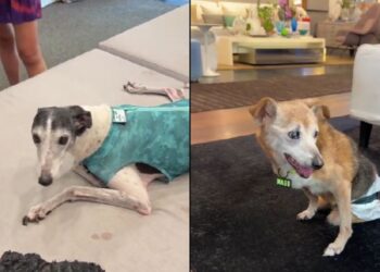 Casal transforma casa em lar de luxo para cães idosos e muda o destino de animais esquecidos