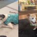Casal transforma casa em lar de luxo para cães idosos e muda o destino de animais esquecidos