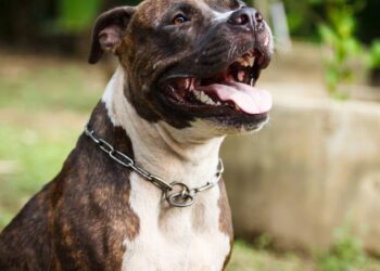 Pitbull deixado sozinho por meses chama atenção com atitude comovente