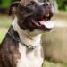 Pitbull deixado sozinho por meses chama atenção com atitude comovente