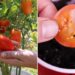 Ele plantou as sementes de tomate de um lanche do McDonald’s e o resultado surpreendeu