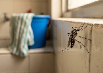 A melhor forma de eliminar mosquitos dentro de casa é passar pano com misturas naturais no fim do dia