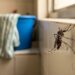 A melhor forma de eliminar mosquitos dentro de casa é passar pano com misturas naturais no fim do dia