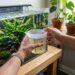 A mistura caseira com água de aquário suja que age como fertilizante potente e ajuda as plantas aquáticas a prosperarem
