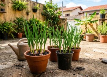 Como plantar alho em pequenos espaços reaproveitando os dentes brotados que muita gente jogaria no lixo