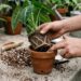 André Alonso, especialista em jardinagem doméstica: "Se o vaso for muito grande, a planta investirá toda a sua energia em colonizá-lo."