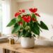Como cuidar do antúrio para que ele dê mais flores vermelhas e permaneça vibrante o ano todo