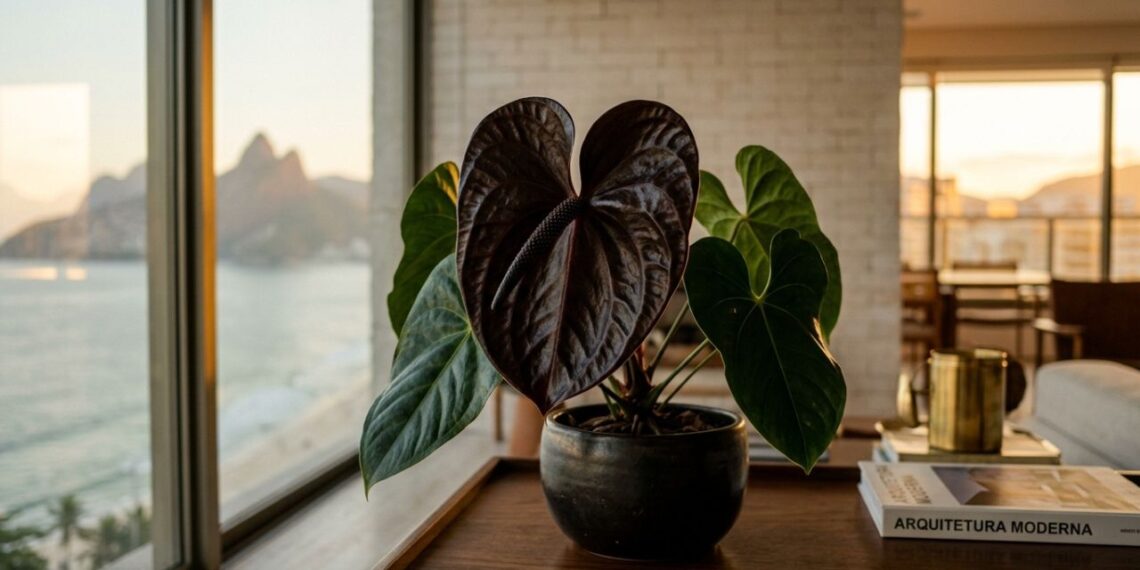 A flor exótica e escura que não precisa ser plantada em vasos grandes e tem impressionado colecionadores pelo seu visual luxuoso