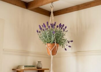 As 5 plantas pendentes que afastam aranhas dos cantos do teto e ainda decoram a sala com elegância