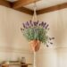 As 5 plantas pendentes que afastam aranhas dos cantos do teto e ainda decoram a sala com elegância