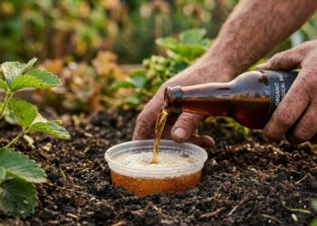 Como afastar caramujos dos morangueiros em menos de um minuto: truque caseiro eficaz enterrando um potinho raso com um pouco de cerveja no nível da terra
