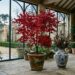 A árvore de folhas vermelhas que virou a favorita de jardins de inverno porque traz o clima europeu sem precisar de raízes profundas