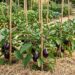 A berinjela gosta de calor, mas é melhor não plantá-la perto deste grão: onde plantá-la na horta e como colher frutos maiores