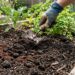 Colocar borra de café na terra ao redor da samambaia: quais os benefícios e para que serve