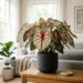 A planta ideal para cultivar na sombra: possuem folhas desenhadas e garantem um visual espetacular ano após ano