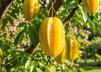 A fruta em formato de estrela que marcou a lancheira da infância e pode ser cultivada no quintal para consumo fresco
