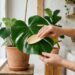 Limpar as folhas das plantas de interior com casca de banana: quais os benefícios estéticos e para que serve