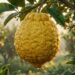 A fruta cítrica gigante de polpa branca que marcou os doces em calda da infância e pode ser cultivada no pomar exalando um perfume espetacular durante a floração