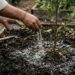 A mistura caseira de cinzas de madeira que corrige a acidez do solo e ajuda as frutíferas a produzirem melhor