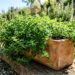 Como cuidar do orégano em jardineiras para que ele se espalhe rápido e permaneça aromático o ano todo