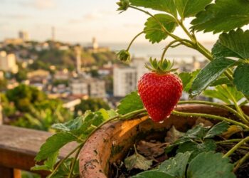 A pequena fruta vermelha e rasteira que marcou os lanches da infância e pode ser cultivada em vasos pendentes produzindo rapidamente durante a primavera