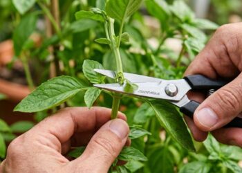 Como podar o manjericão para obter uma moita arredondada e densa cortando as pontinhas logo acima do último par de folhas antes que deem as pequenas flores brancas