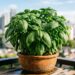 O manjericão é resistente a quase tudo, mas é melhor não plantá-lo perto desta erva: onde plantá-lo no vaso e como usá-lo