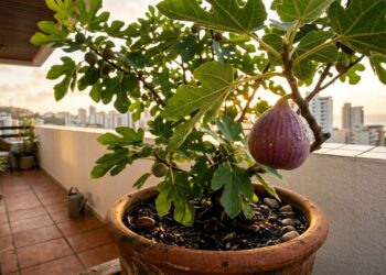 A fruta bíblica dos doces em calda que marcou a infância dos nossos avós e pode ser facilmente cultivada por estaquia na varanda