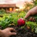 O rabanete cresce como fermento: ao plantar a semente no buraco, evite compactar muito a terra superficial para que a raiz bolbosa engrosse sem resistência