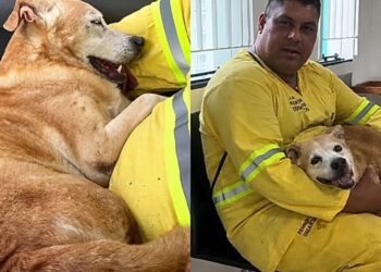 "Não podia deixar ele morrer": o resgate que salvou um cão da calçada