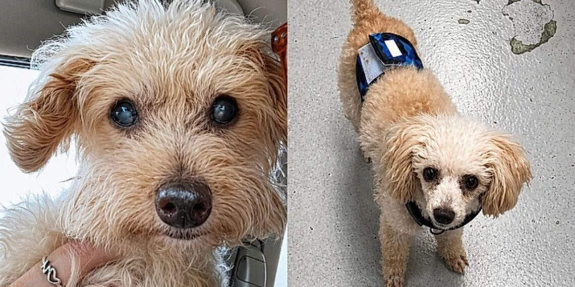 De sósia a melhor amigo: como o pequeno Tiny deu nova vida ao luto de Liv”