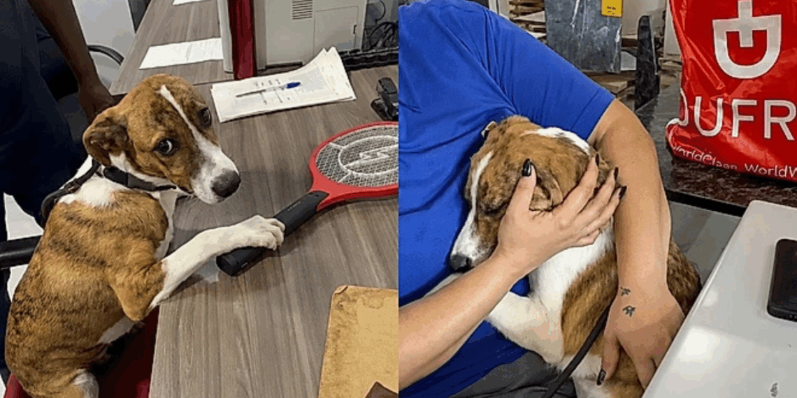 Família não aparece para adoção e cachorro fica sozinho no abrigo