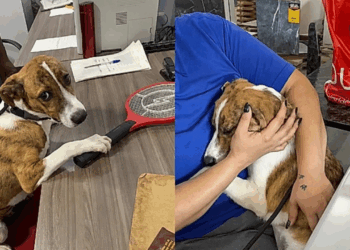 Família não aparece para adoção e cachorro fica sozinho no abrigo