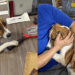 Família não aparece para adoção e cachorro fica sozinho no abrigo