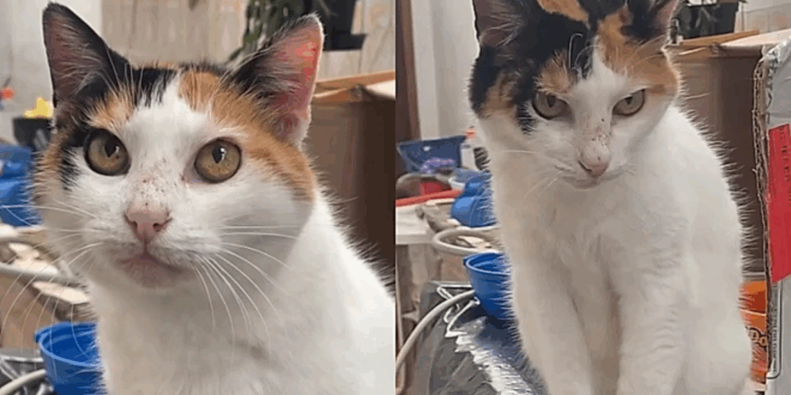 Jovem mostra sua gata de 22 que parece muito mais jovem e relato viraliza